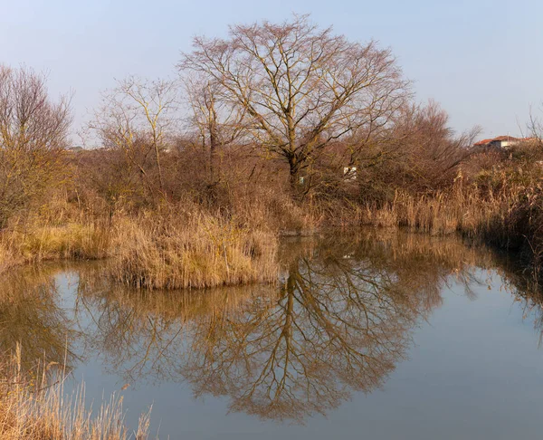 Vista Gran Árbol Reserva Natural Valle Canal Novo Italia — Foto de Stock