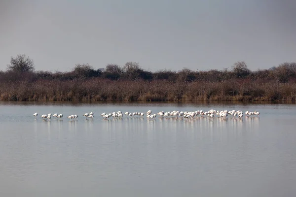 Blick Auf Die Flamingos Der Lagune Von Marano Italien — Stockfoto