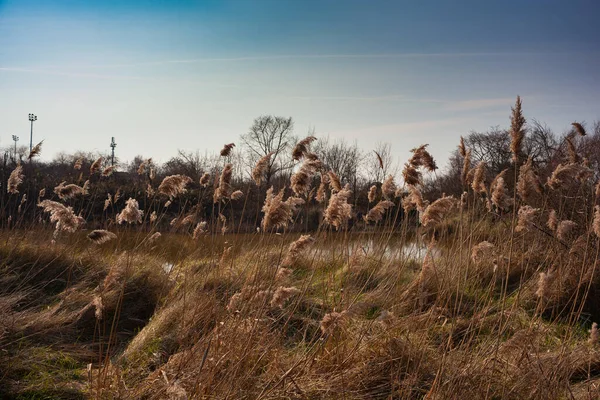 Vista Phragmites Australis Conhecido Como Junco Comum Soprando Vento — Fotografia de Stock