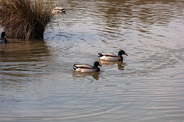诺沃尔运河自然保护区马拉诺泻湖中的野鸭景观 — 图库照片