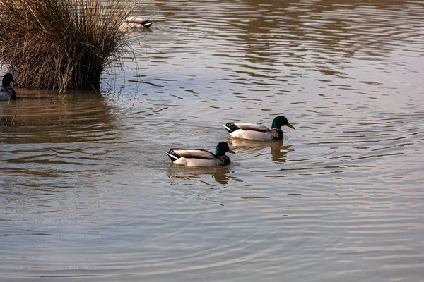 Pohled Mallards Laguně Marano Přírodní Rezervace Valle Kanál Novo — Stock fotografie