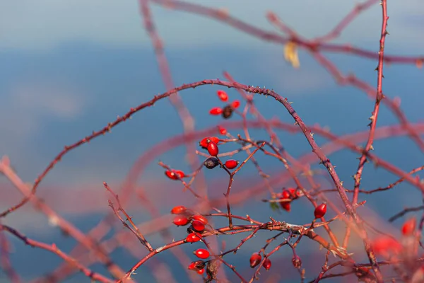 Rote Hagebuttenbeeren Auf Einem Zweig Verschwommener Hintergrund — Stockfoto