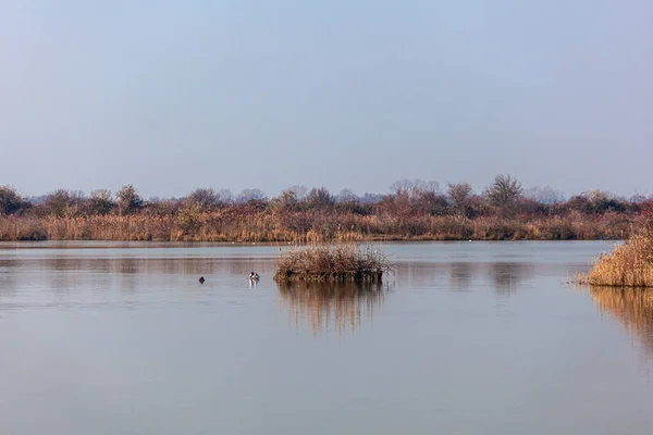 View Mallards Lagoon Marano Nature Reserve Valle Canal Novo — Stock Photo, Image