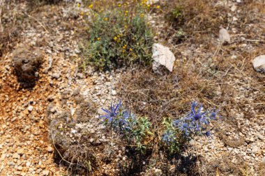 Amethyst eryngo - Latince adı - Eryngium amethystinum