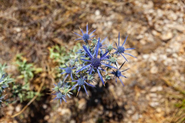 Vue Éryngo Améthyste Nom Latin Eryngium Amethystinum — Photo