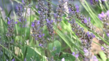 Yaz mevsiminde lavantada güzel arı