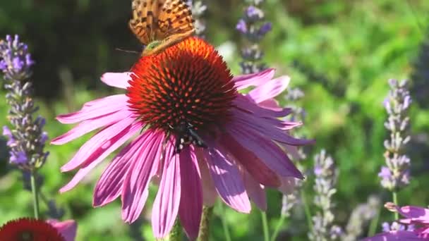 Motýl Echinacea Květiny Létě — Stock video