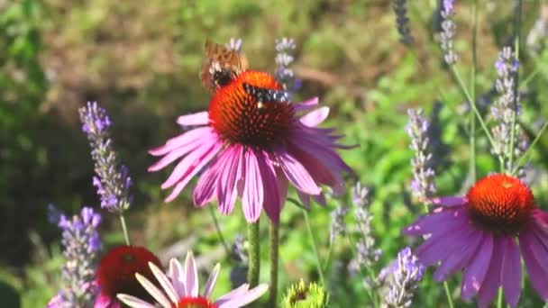 여름에는 Echinacea 피우는 — 비디오