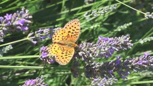 Motyl Lawandzie Kwiat Lecie — Wideo stockowe