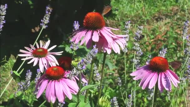 Πεταλούδα Για Echinacea Λουλούδια Καλοκαίρι — Αρχείο Βίντεο