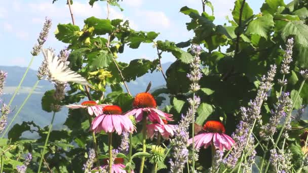 Motyl Pszczoła Echinacea Kwiaty Latem — Wideo stockowe