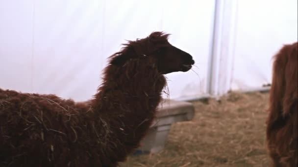 Foto Llama Och Höglandsdjur Gården — Stockvideo