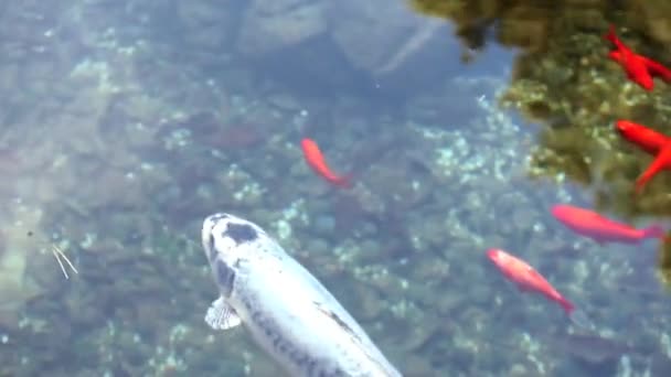Vídeo Carpas Koi Peixes Vermelhos Subaquáticos — Vídeo de Stock