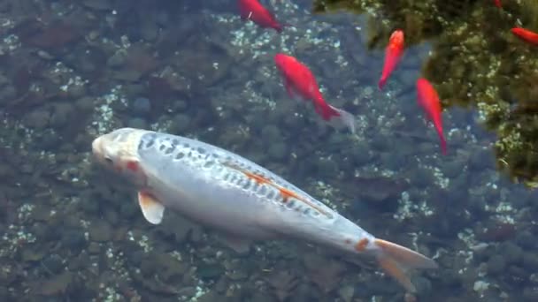 Vídeo Carpas Koi Peixes Vermelhos Subaquáticos — Vídeo de Stock