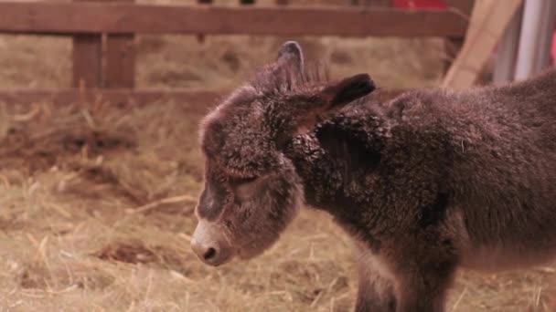 Zdjęcie Młodego Osła Farmie — Wideo stockowe