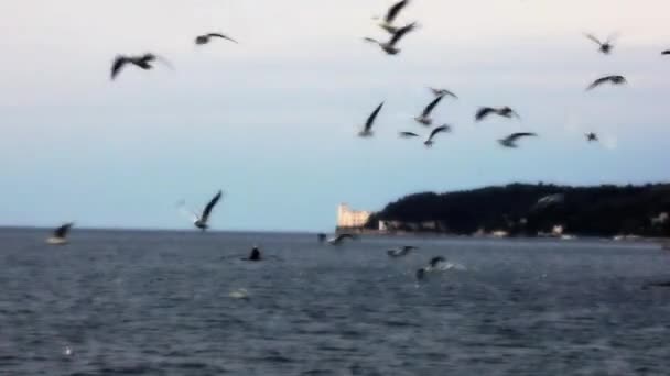 Vista Del Castillo Miramare Con Gaviotas Cielo — Vídeo de stock