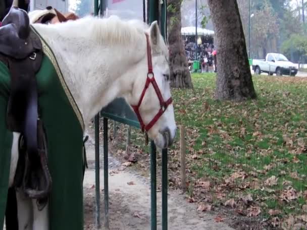 Koňské Postroje Elegantní Tkaninou — Stock video