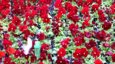 Sahte plastik kelebek çiçek halısında uçar.