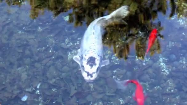Filmik Karpiami Koi Lub Czerwonymi Rybami Pod Wodą — Wideo stockowe