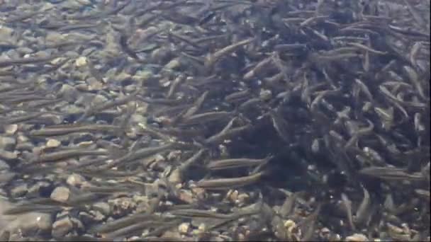 Foto Muchos Peces Bajo Agua — Vídeos de Stock