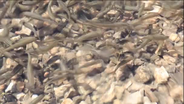 Photo Beaucoup Poissons Sous Marins — Video