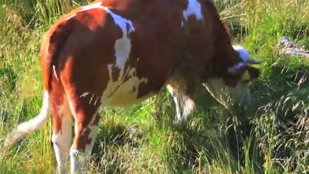 一头奶牛在田里放牛的照片 — 图库视频影像