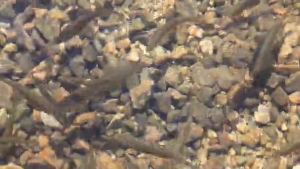 Petits Poissons Sous Marins Slovénie — Video