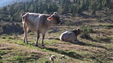 inek meatdown otlatma