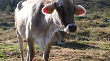 inek meatdown otlatma