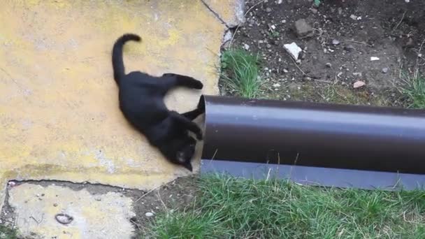 Chat Jouant Dans Jardin — Video