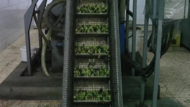 Mühle Während Der Olivenölgewinnung — Stockvideo