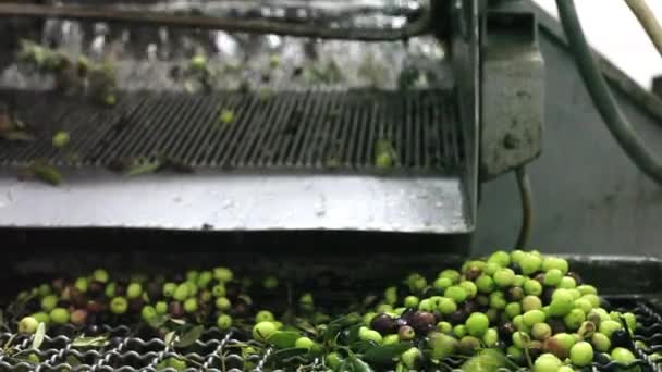 Molino Durante Extracción Aceite Oliva — Vídeos de Stock