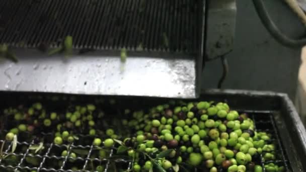 Mill Olive Oil Extraction — Stock Video