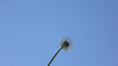 Mavi gökyüzünde rüzgarda karahindiba