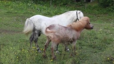 iki ponies otlatma - nanos dağ, Slovenya