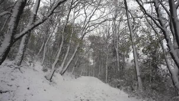 Neve Floresta Trieste — Vídeo de Stock