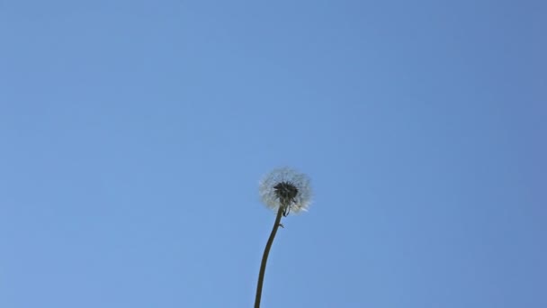 Pissenlit Dans Vent Sur Ciel Bleu — Video