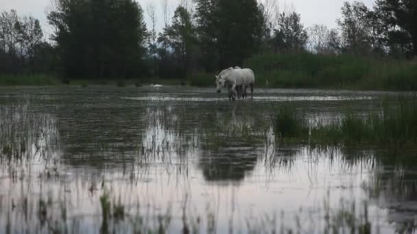 湿地でのカマルグ馬 イゾラ デッラ — ストック動画