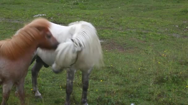 Two Ponies Grazing Nanos Mountain Slovenia — Stock Video