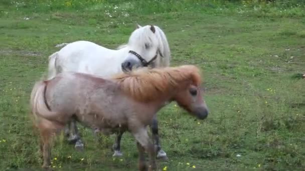 两个小马放牧 Nano 斯洛文尼亚 — 图库视频影像
