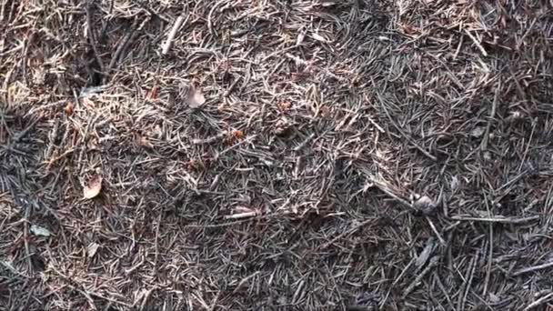 Wiele Mrówek Lesie — Wideo stockowe