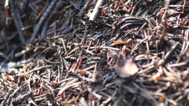 Ormanda bir sürü karınca var.