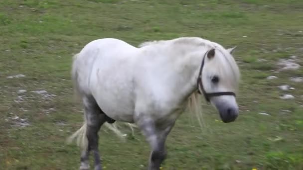 Zwei Ponys Weiden Nanos Berg Slowenien — Stockvideo