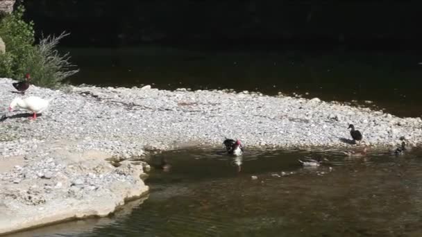 Oie Canards Dans Rivière Natisone Cividale Del Friuli — Video