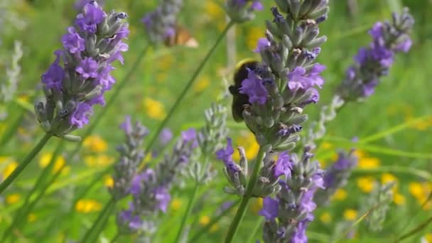 Utsikt Över Bee Lavendel Blomma — Stockvideo