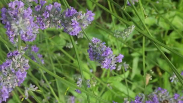 Vue Papillon Sur Fleur Lavande — Video