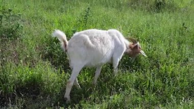 Keçiler Sloven kırsalında otluyor.