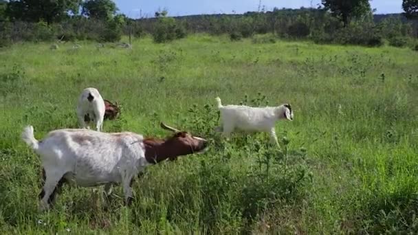 Keçiler Sloven Kırsalında Otluyor — Stok video