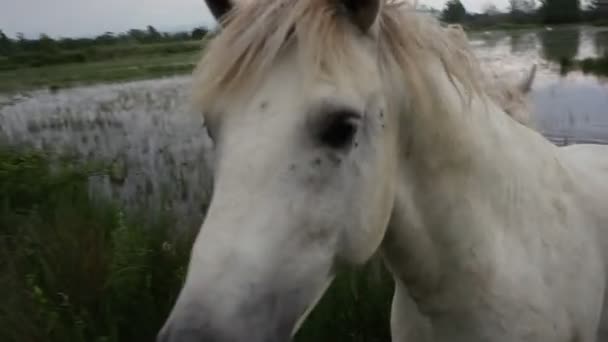 Vista Dois Cavalos Camargue Brancos Foz Rio Isonzo Itália — Vídeo de Stock