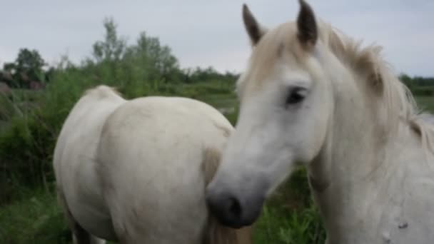 Άποψη Των Δύο Λευκών Camargue Άλογα Στις Εκβολές Του Ποταμού — Αρχείο Βίντεο